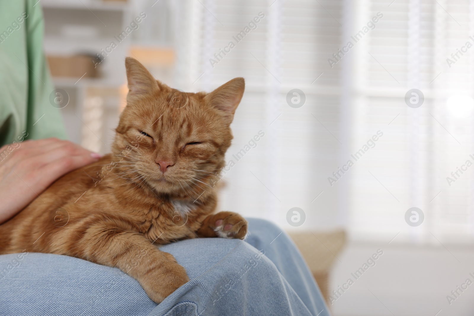 Photo of Woman with her cute ginger cat at home, closeup. Space for text