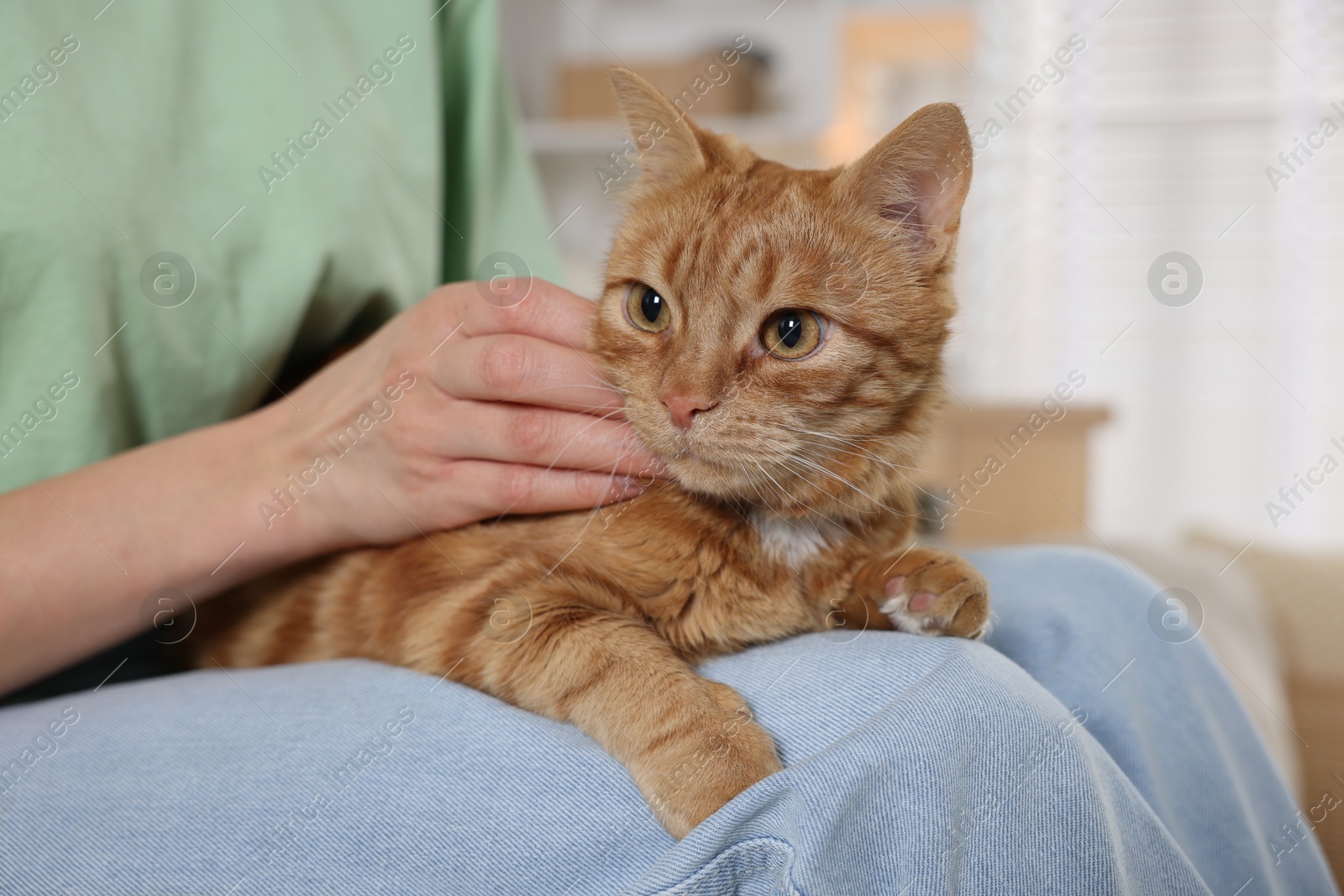 Photo of Woman stroking cute ginger cat at home, closeup