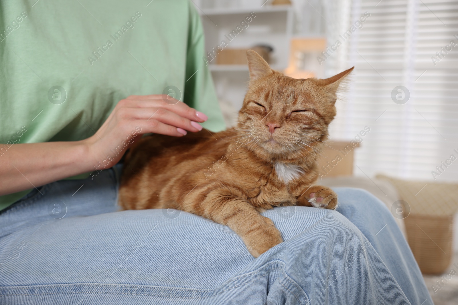 Photo of Woman stroking cute ginger cat at home, closeup