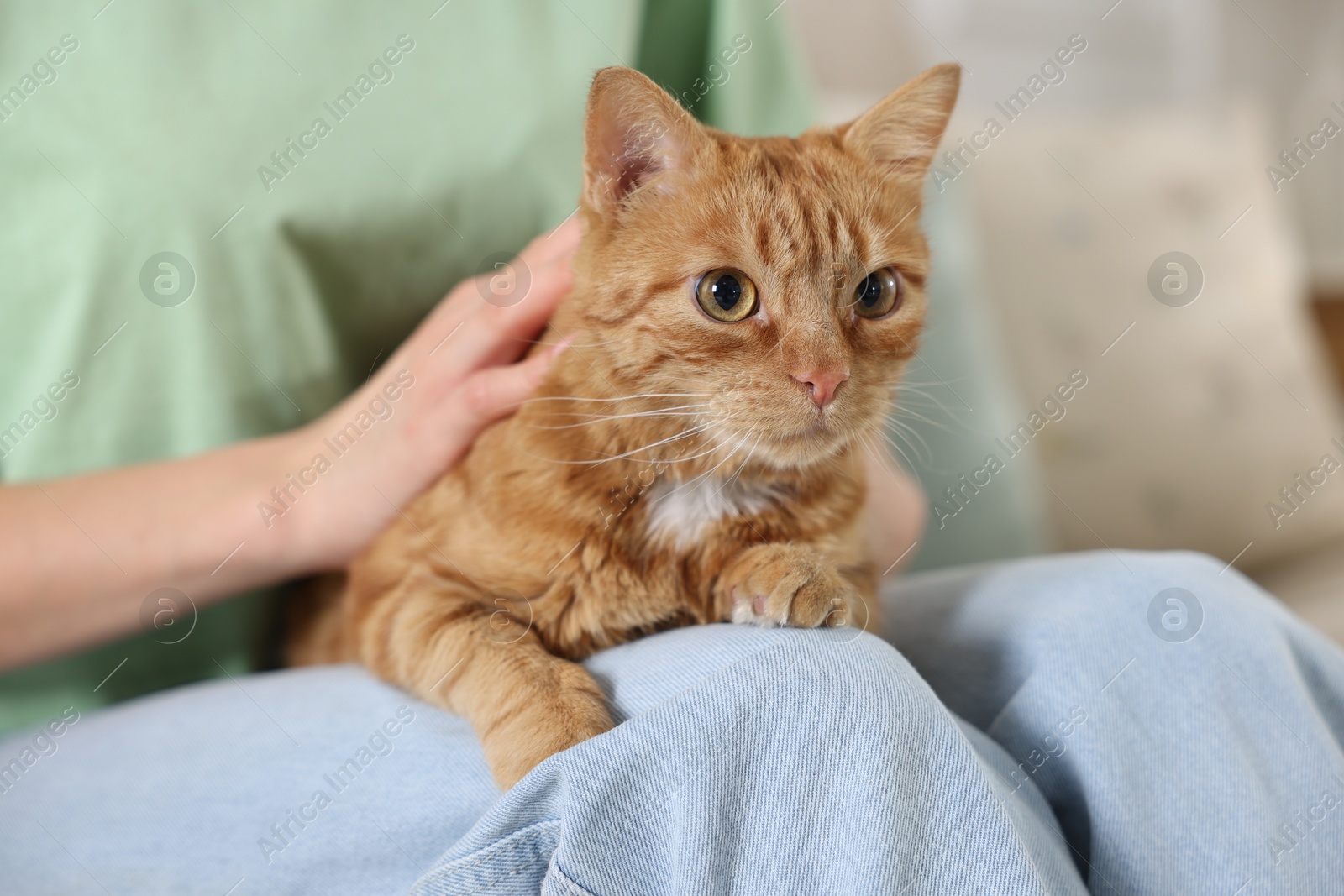 Photo of Woman stroking cute ginger cat at home, closeup