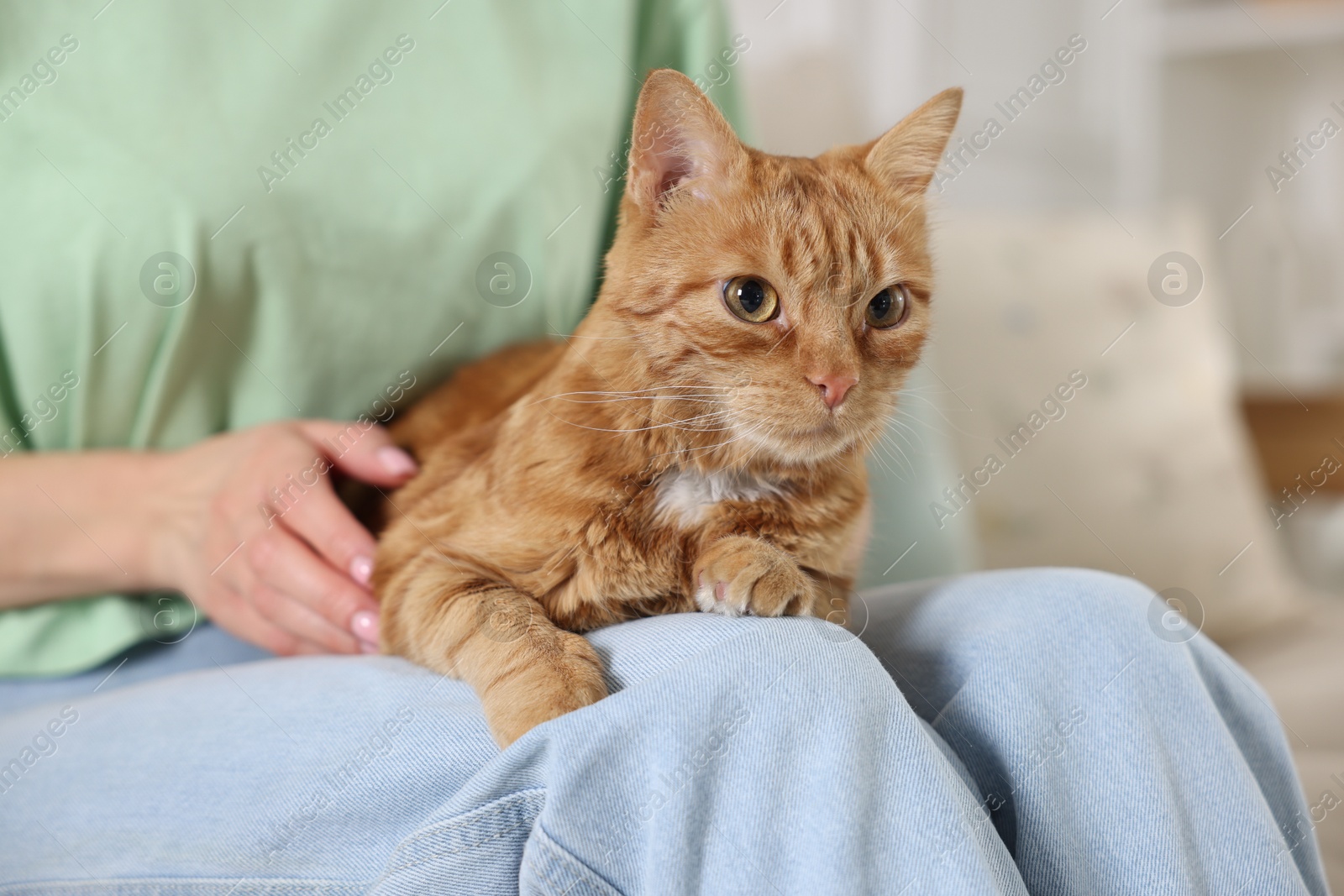 Photo of Woman stroking cute ginger cat at home, closeup