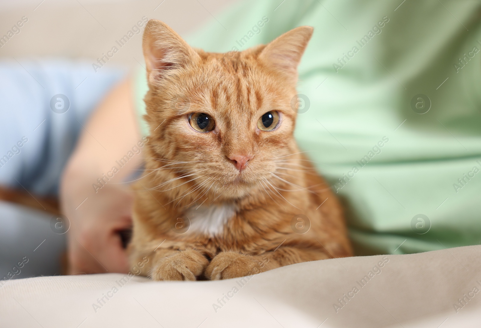 Photo of Woman with her cute ginger cat on sofa at home, closeup