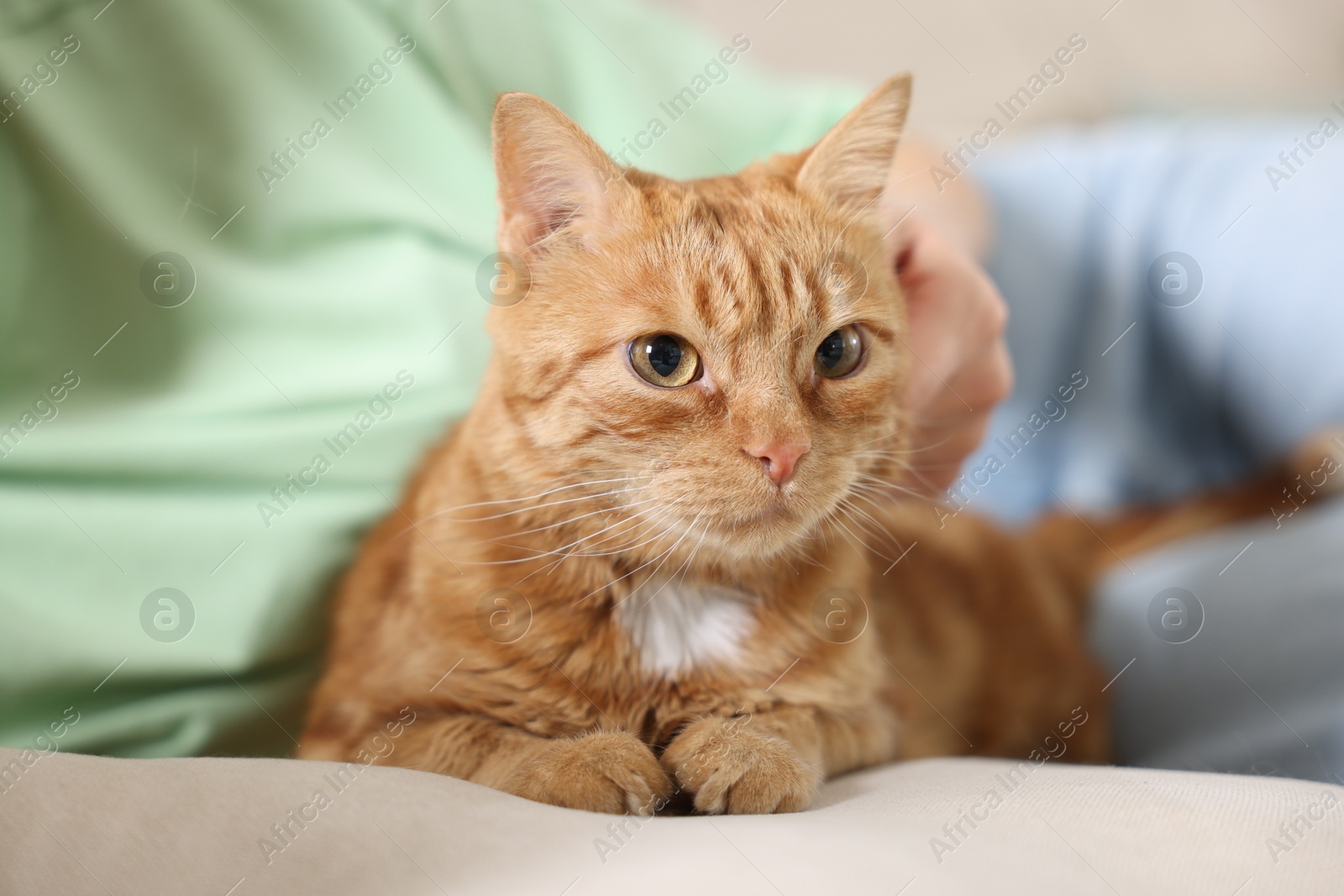 Photo of Woman with her cute ginger cat on sofa at home, closeup