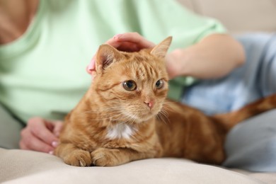 Photo of Woman stroking cute ginger cat on sofa at home, closeup