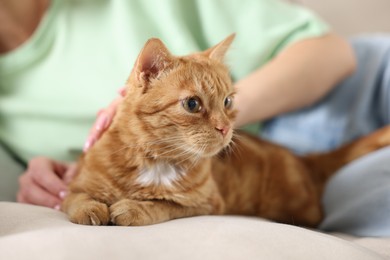 Photo of Woman stroking cute ginger cat on sofa at home, closeup