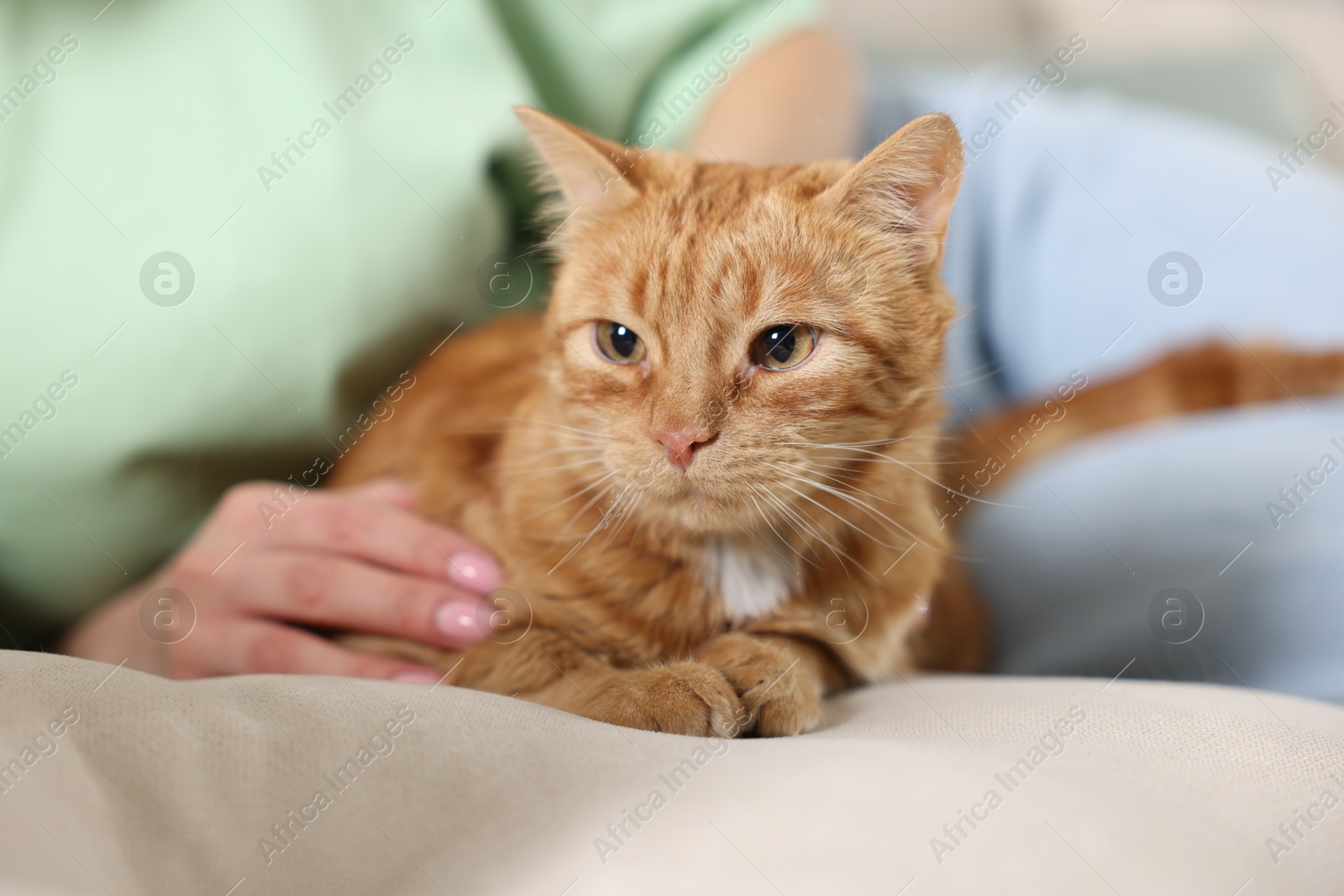 Photo of Woman with her cute ginger cat on sofa at home, closeup