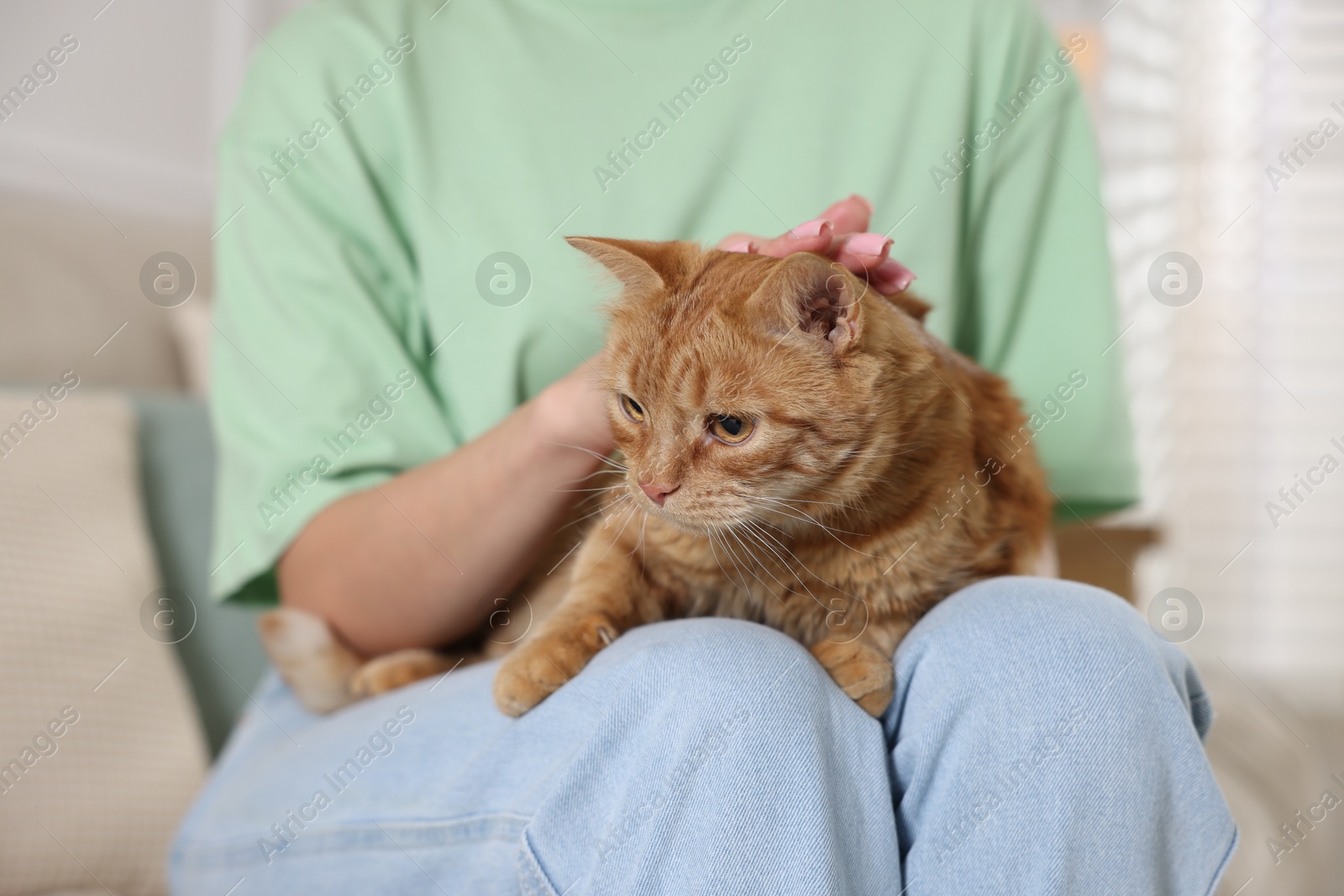 Photo of Woman with her cute ginger cat at home, closeup