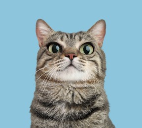 Image of Adorable cat with big eyes on pastel blue background. Cute pet