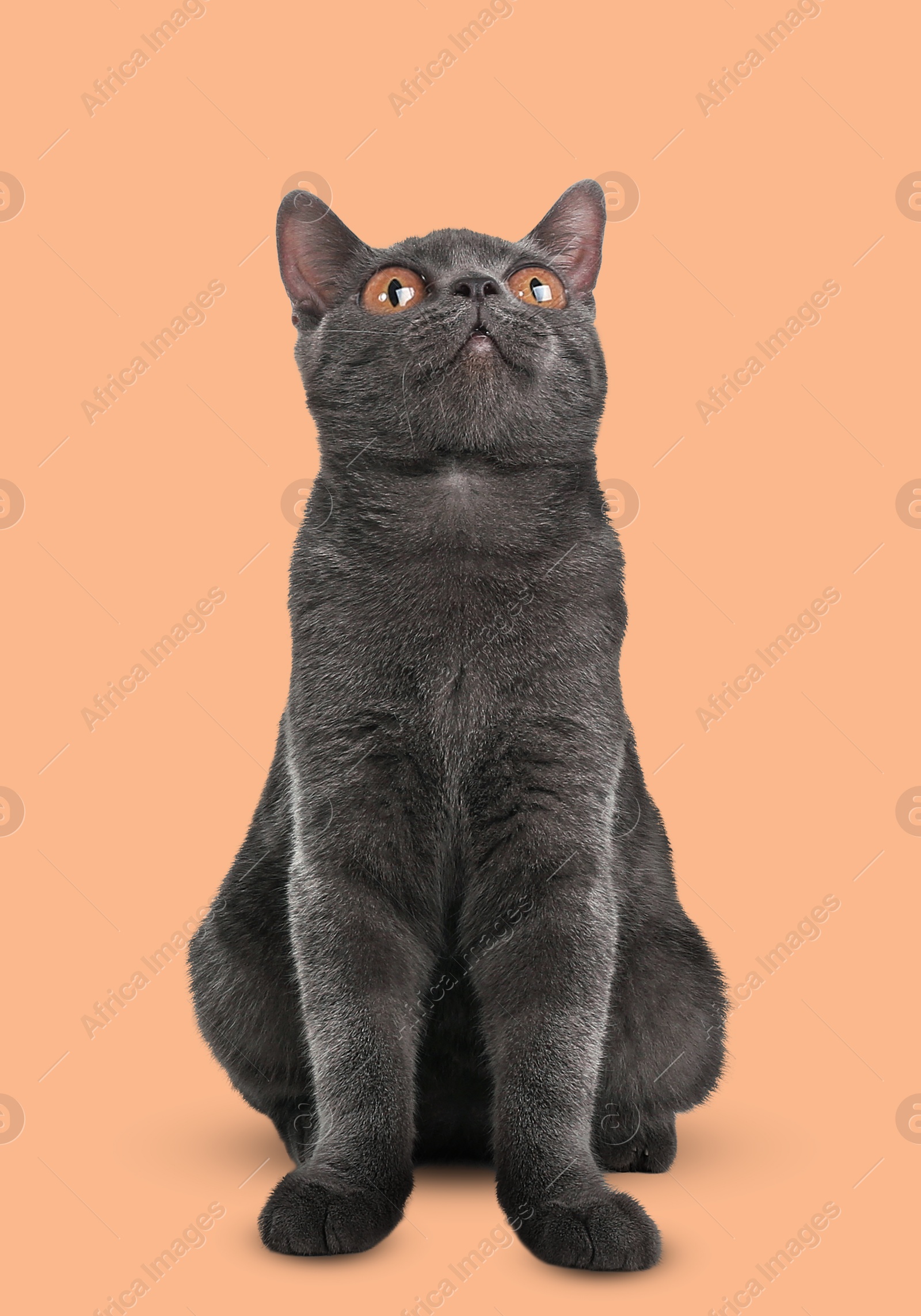 Image of Adorable cat with big eyes on dark beige background. Cute pet