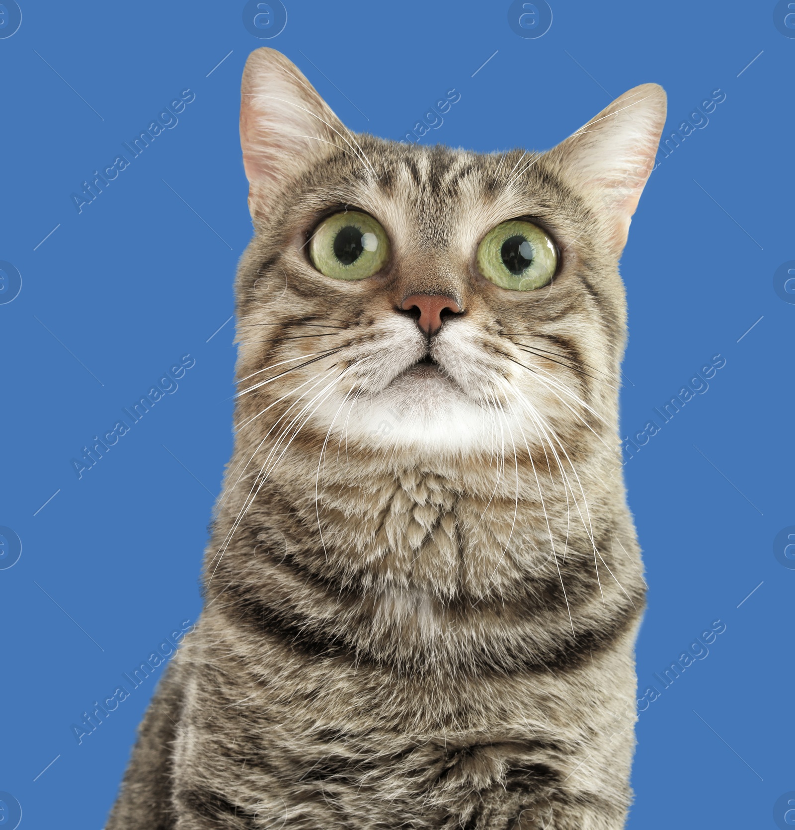 Image of Adorable cat with big eyes on blue background. Cute pet