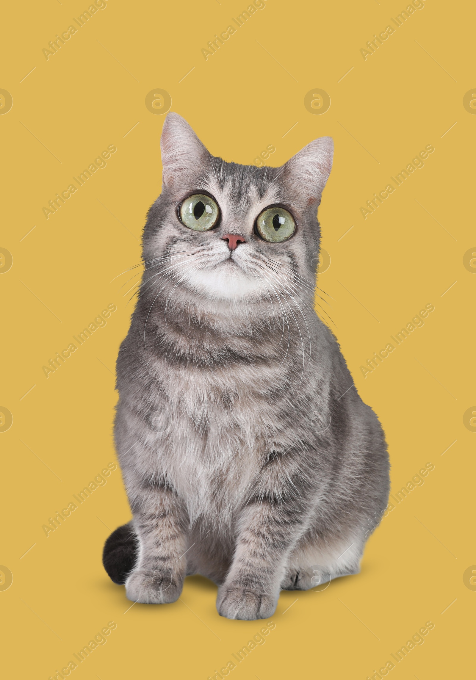 Image of Adorable cat with big eyes on orange background. Cute pet