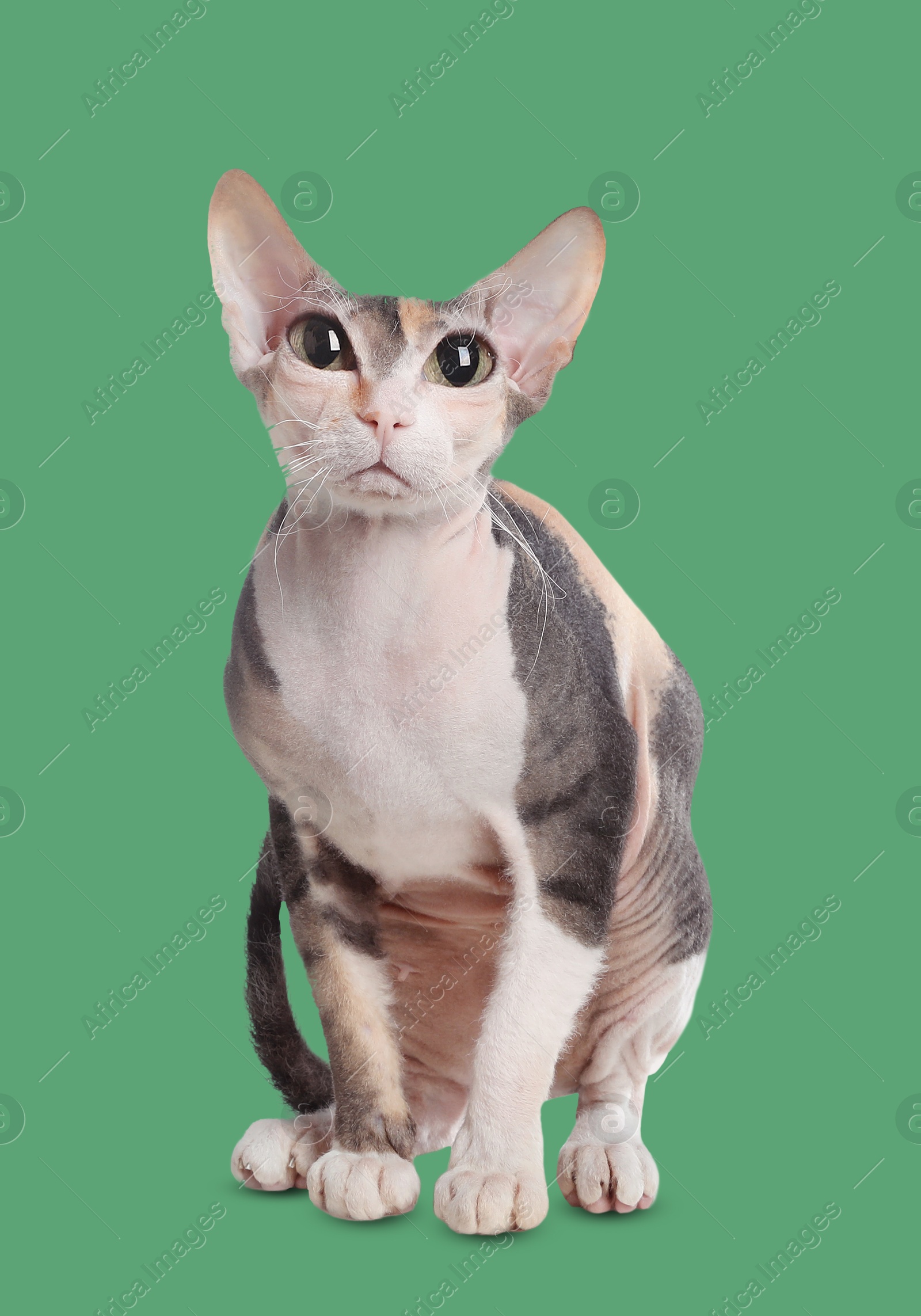 Image of Adorable cat with big eyes on sea green color background. Cute pet