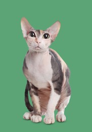 Image of Adorable cat with big eyes on sea green color background. Cute pet