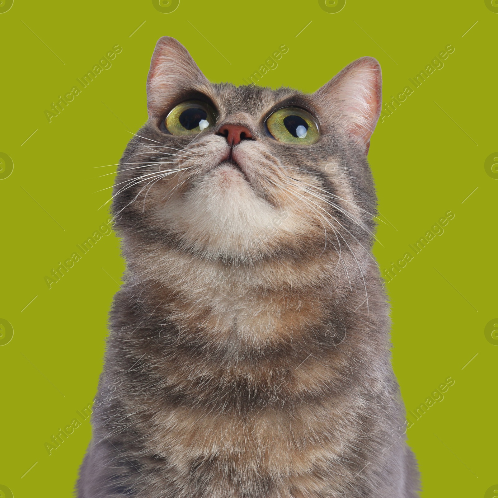 Image of Adorable cat with big eyes on yellow green background. Cute pet