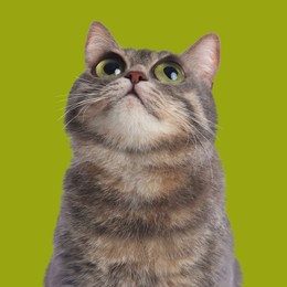 Adorable cat with big eyes on yellow green background. Cute pet