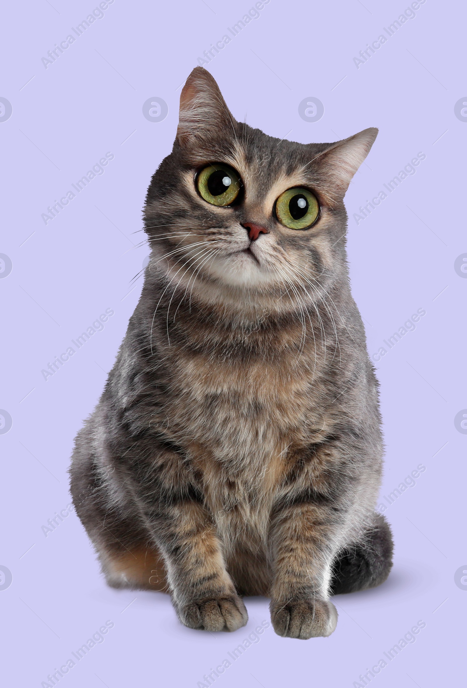 Image of Adorable cat with big eyes on lavender color background. Cute pet