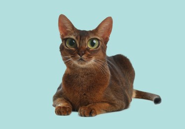 Image of Adorable cat with big eyes on light blue background. Cute pet