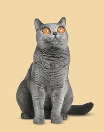 Image of Adorable cat with big eyes on beige background. Cute pet