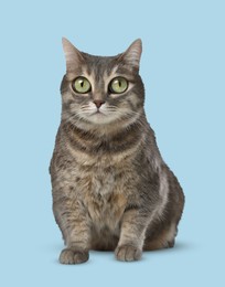 Image of Adorable cat with big eyes on light blue background. Cute pet