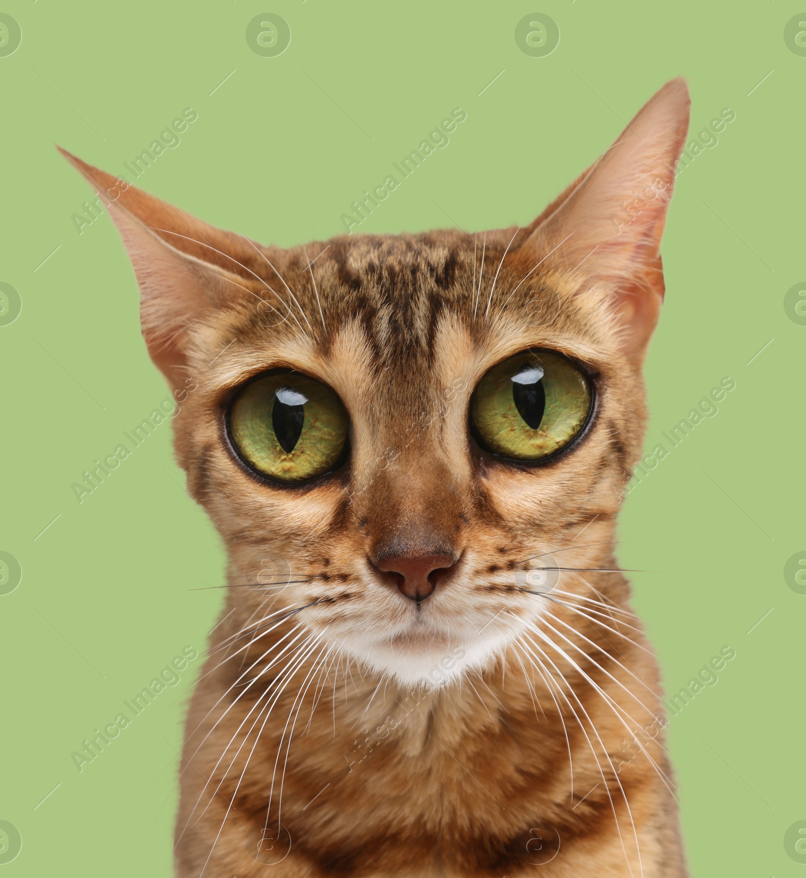 Image of Adorable cat with big eyes on light green background. Cute pet