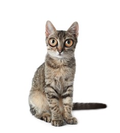 Adorable cat with big eyes on white background. Cute pet