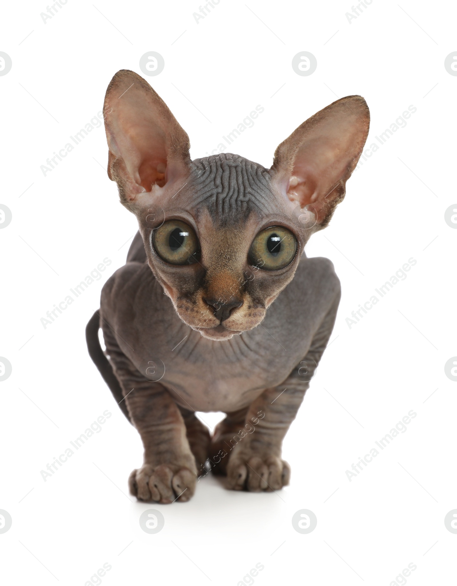 Image of Adorable cat with big eyes on white background. Cute pet