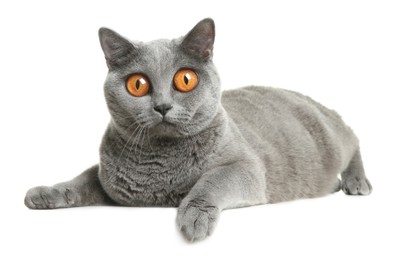 Adorable cat with big eyes on white background. Cute pet