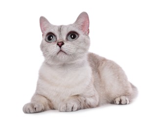 Adorable cat with big eyes on white background. Cute pet