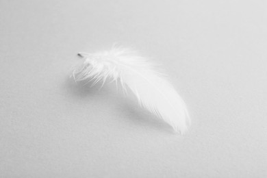 Beautiful fluffy feather on light grey background, closeup