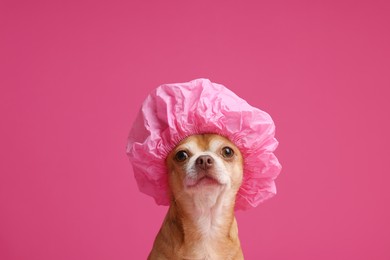 Photo of Cute funny dog in shower cap on pink background