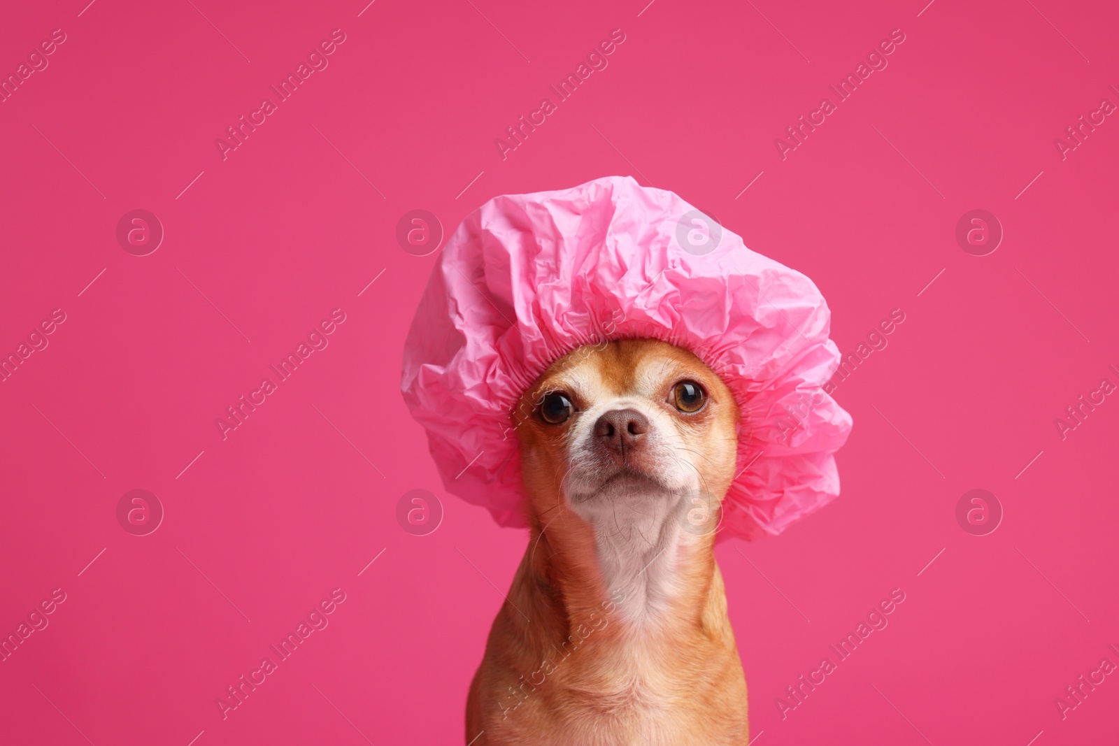 Photo of Cute funny dog in shower cap on pink background