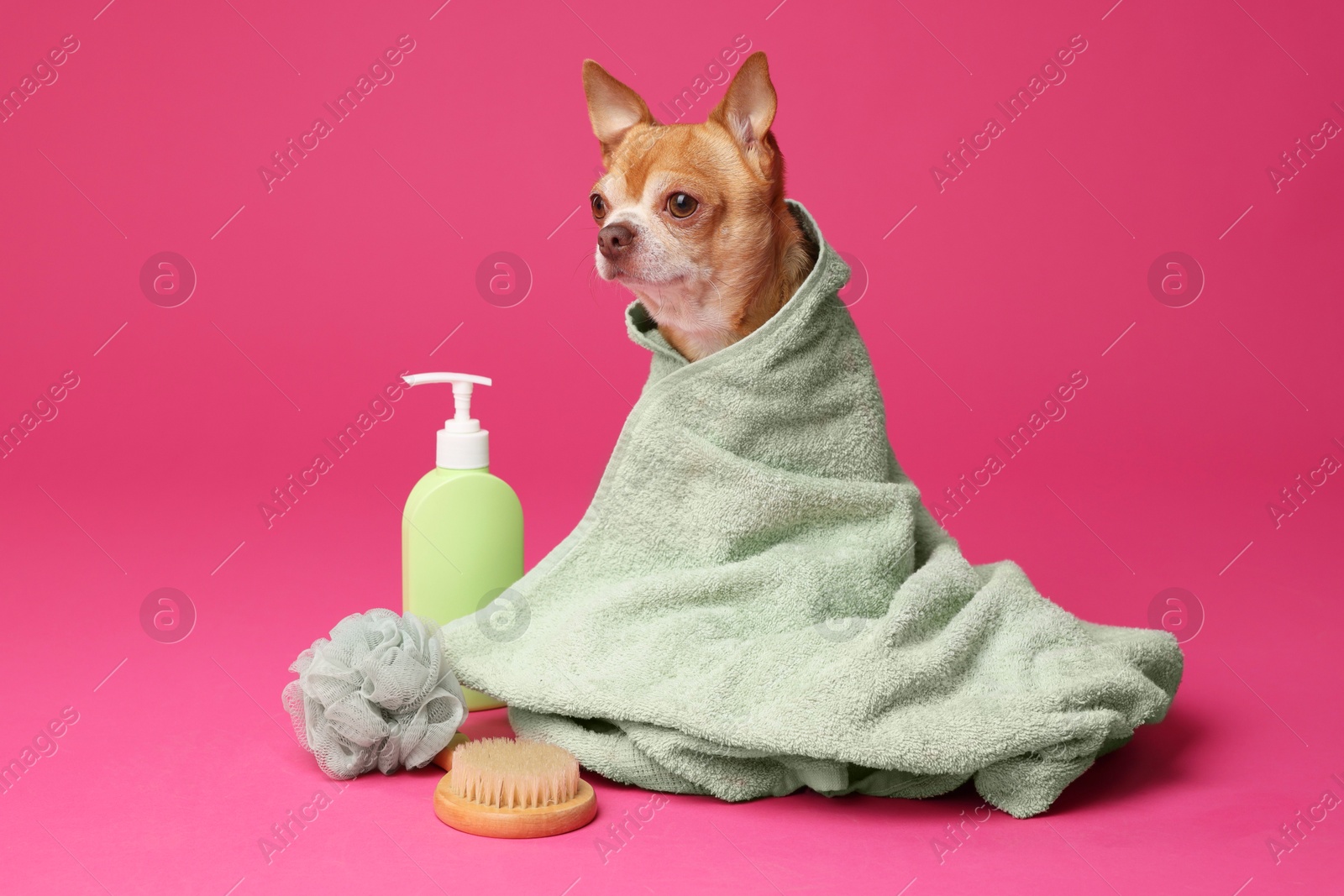 Photo of Cute funny dog wrapped in towel and different accessories for bathing on pink background