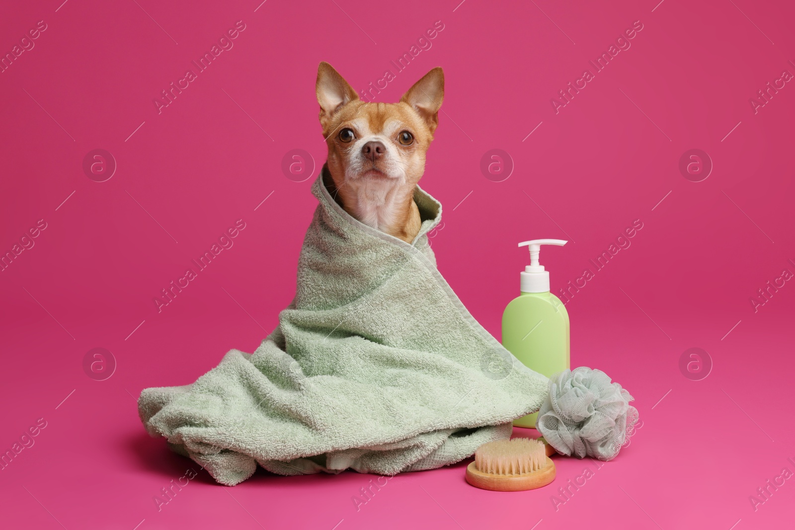 Photo of Cute funny dog wrapped in towel and different accessories for bathing on pink background