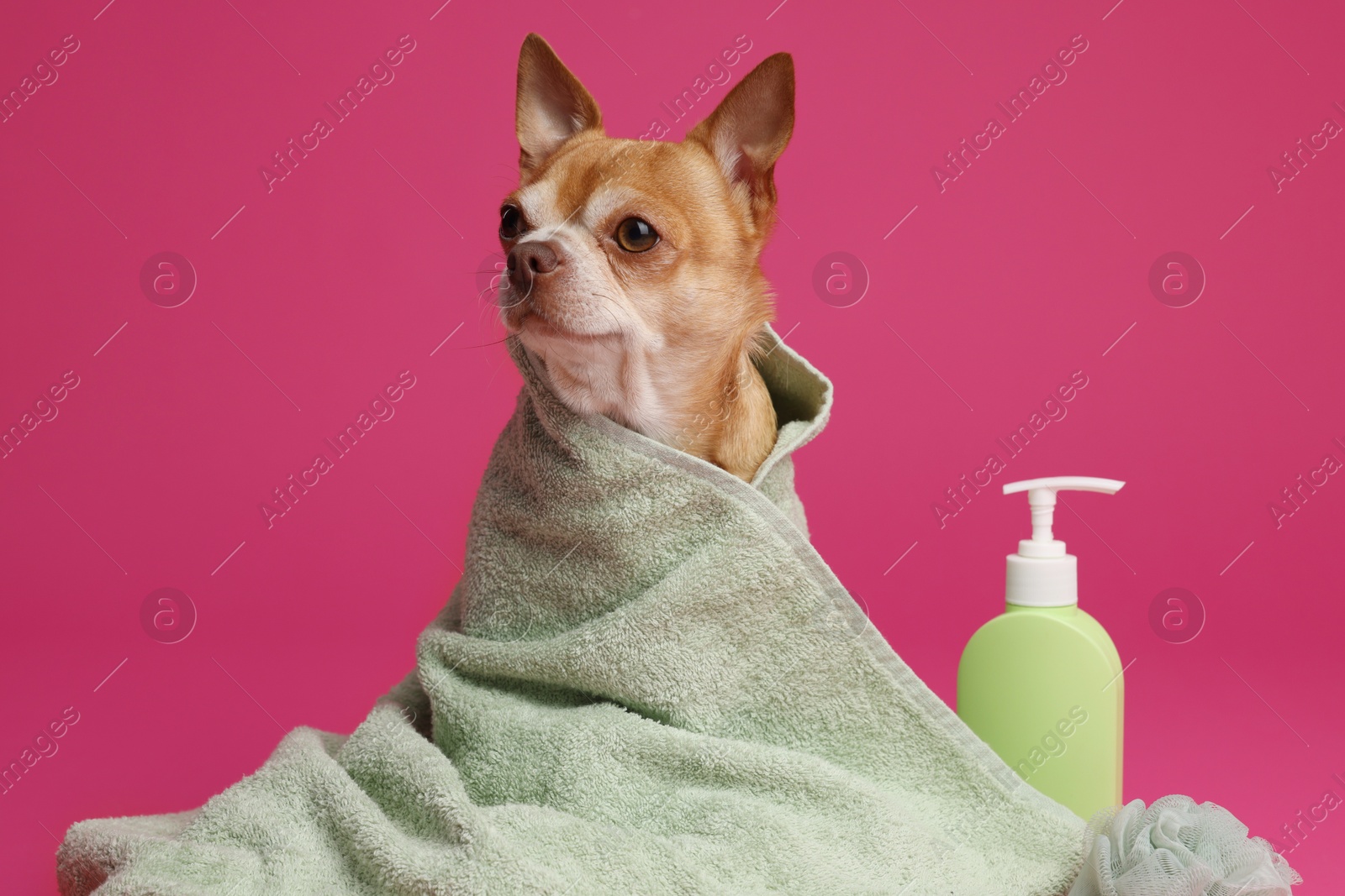 Photo of Cute funny dog wrapped in towel and different accessories for bathing on pink background