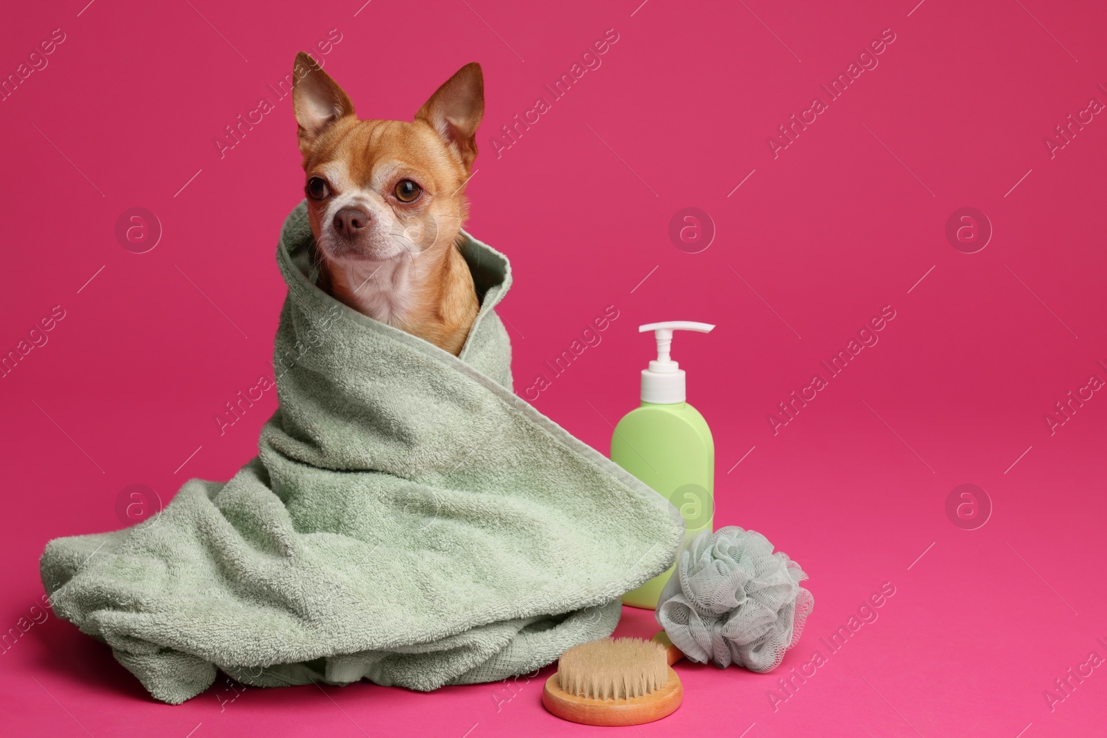 Photo of Cute funny dog wrapped in towel and different accessories for bathing on pink background