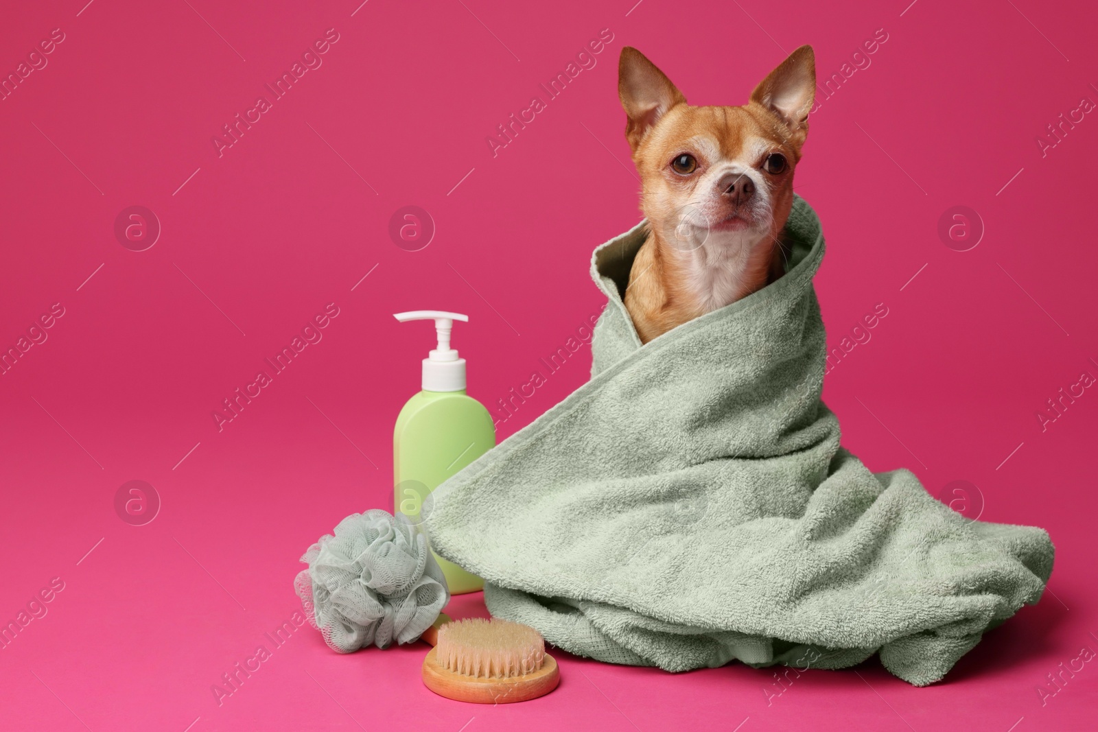 Photo of Cute funny dog wrapped in towel and different accessories for bathing on pink background