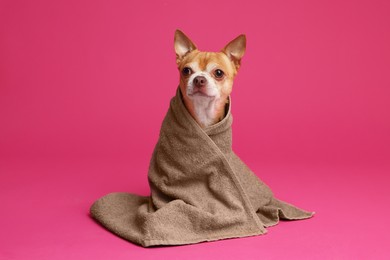 Photo of Cute funny dog wrapped in towel on crimson background