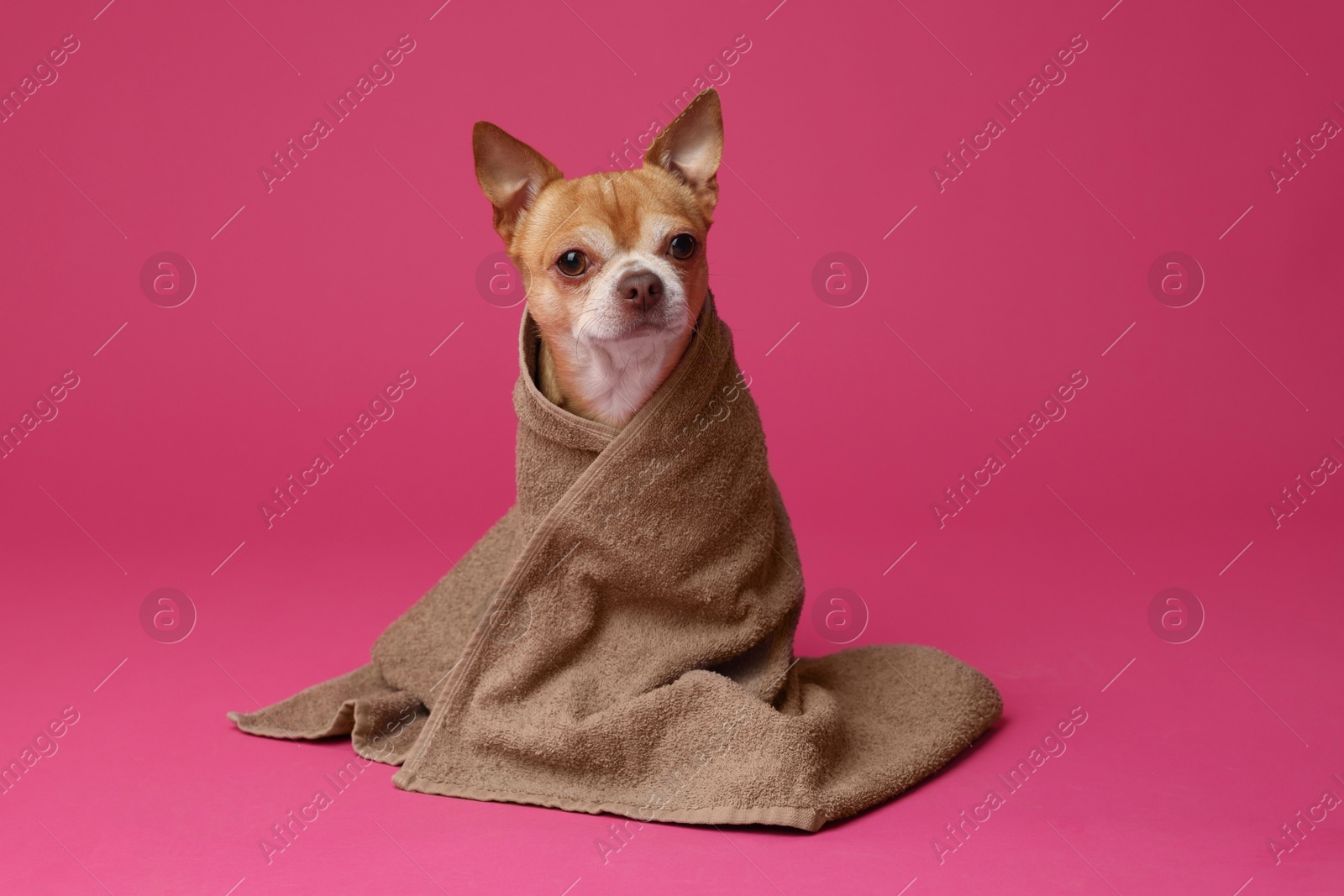 Photo of Cute funny dog wrapped in towel on crimson background