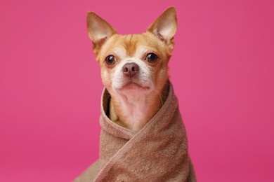 Photo of Cute funny dog wrapped in towel on crimson background