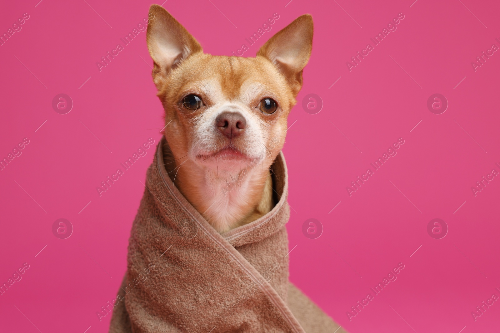 Photo of Cute funny dog wrapped in towel on crimson background