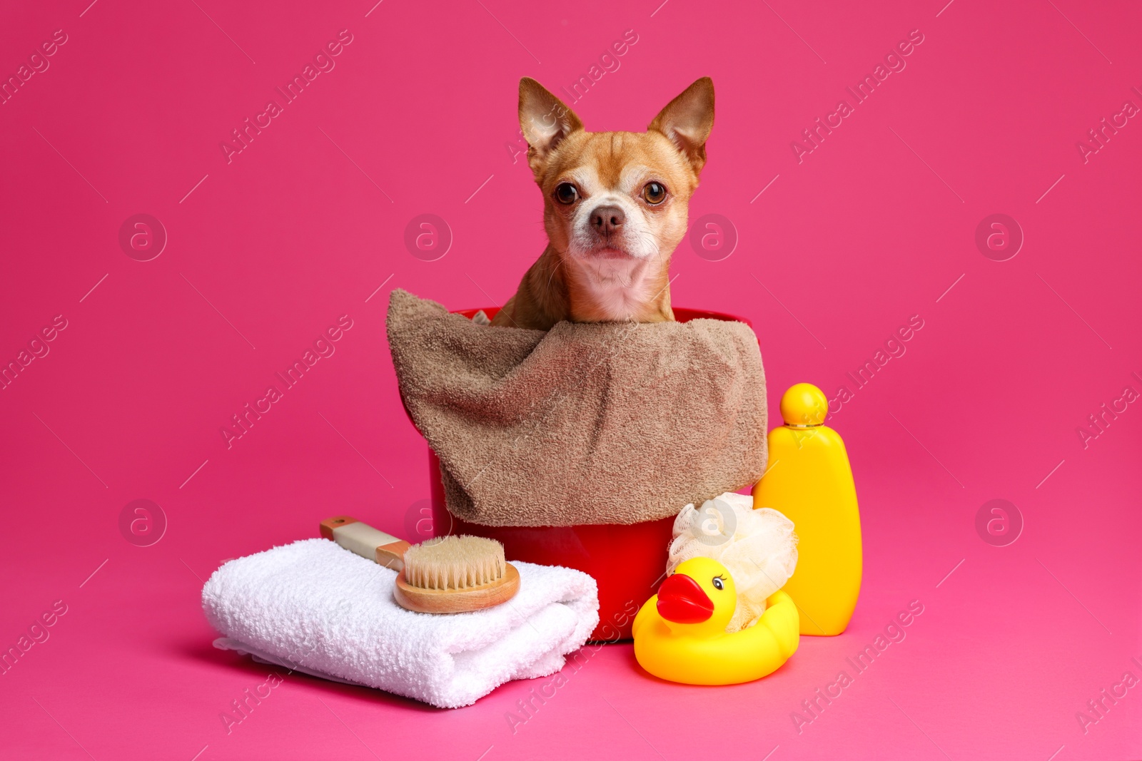 Photo of Cute funny dog in plastic bucket with different accessories for bathing on pink background