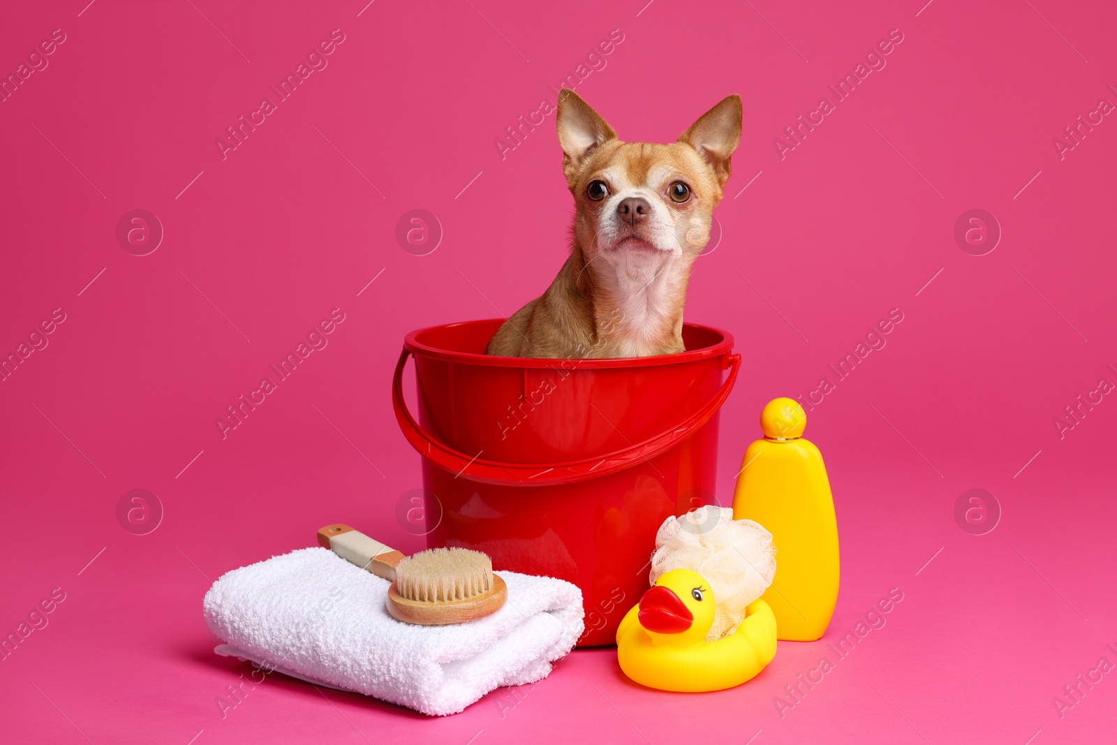 Photo of Cute funny dog in plastic bucket with different accessories for bathing on pink background