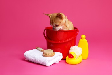 Photo of Cute funny dog in plastic bucket with different accessories for bathing on pink background