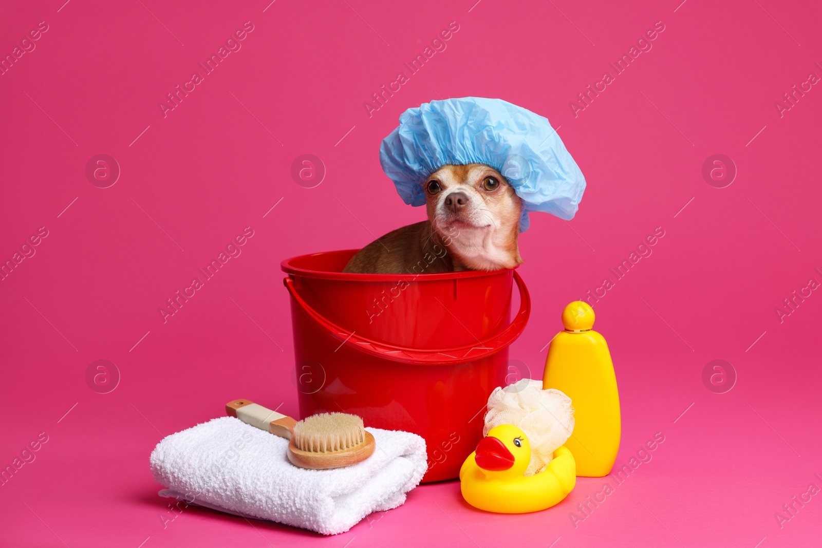 Photo of Cute funny dog with shower cap and different accessories for bathing on pink background