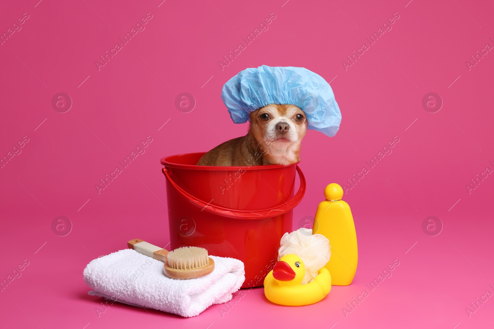 Photo of Cute funny dog with shower cap and different accessories for bathing on pink background