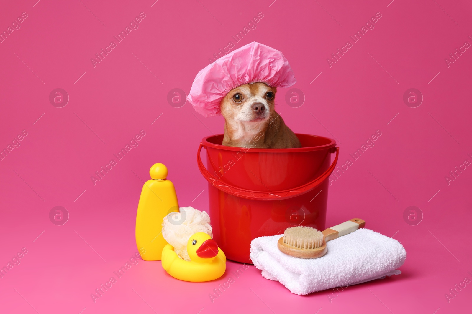 Photo of Cute funny dog with shower cap and different accessories for bathing on pink background