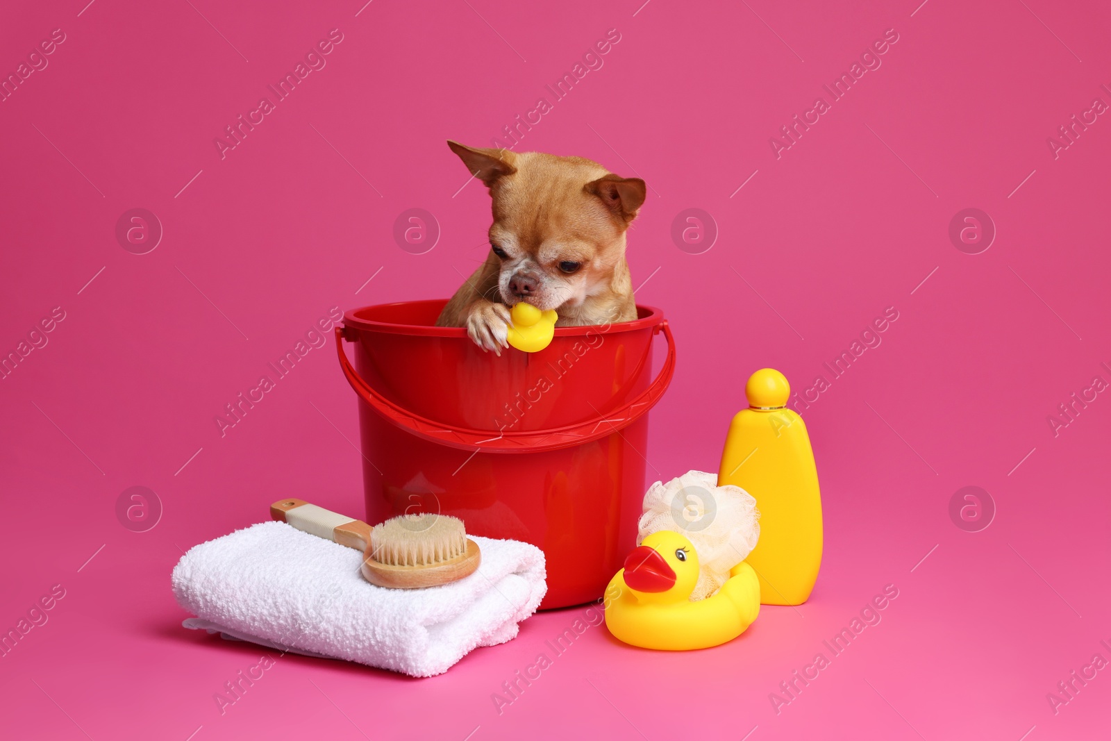 Photo of Cute funny dog in plastic bucket with different accessories for bathing on pink background