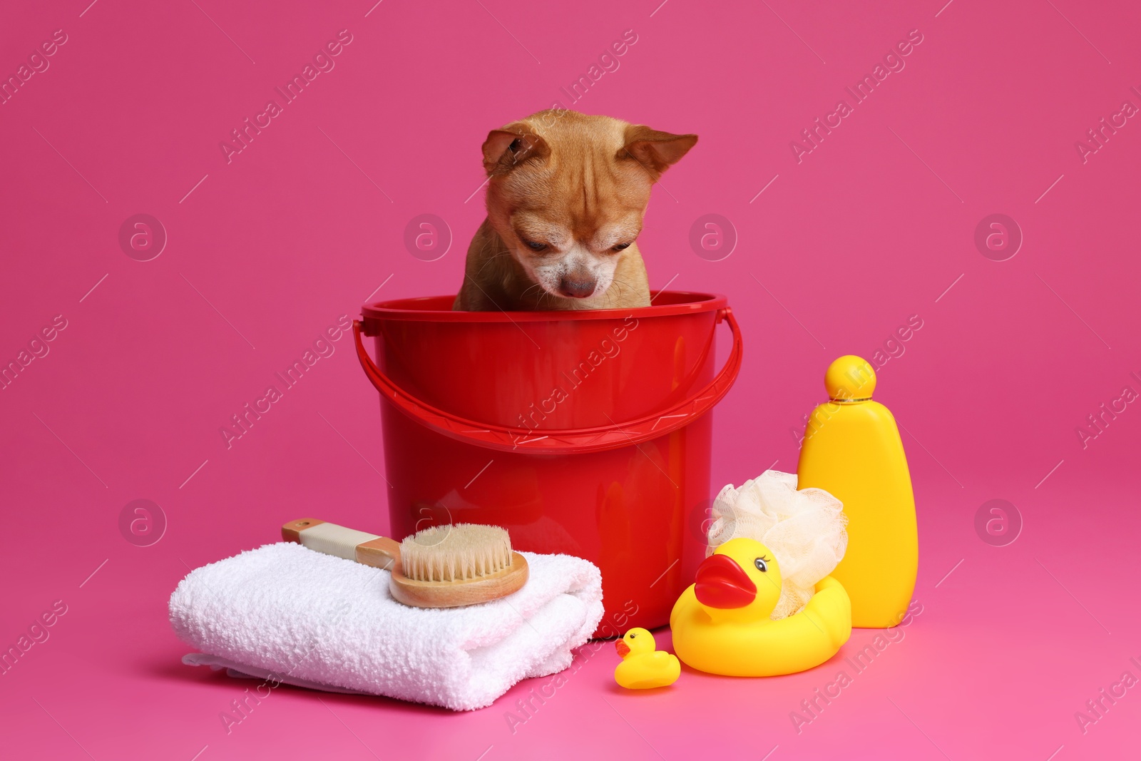 Photo of Cute funny dog in plastic bucket with different accessories for bathing on pink background