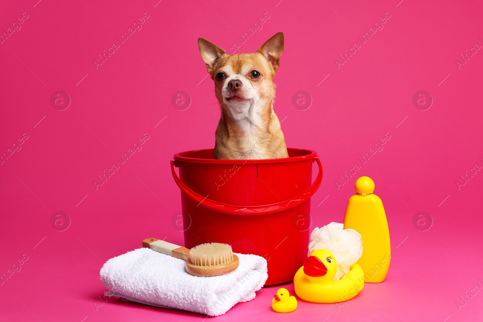 Photo of Cute funny dog in plastic bucket with different accessories for bathing on pink background