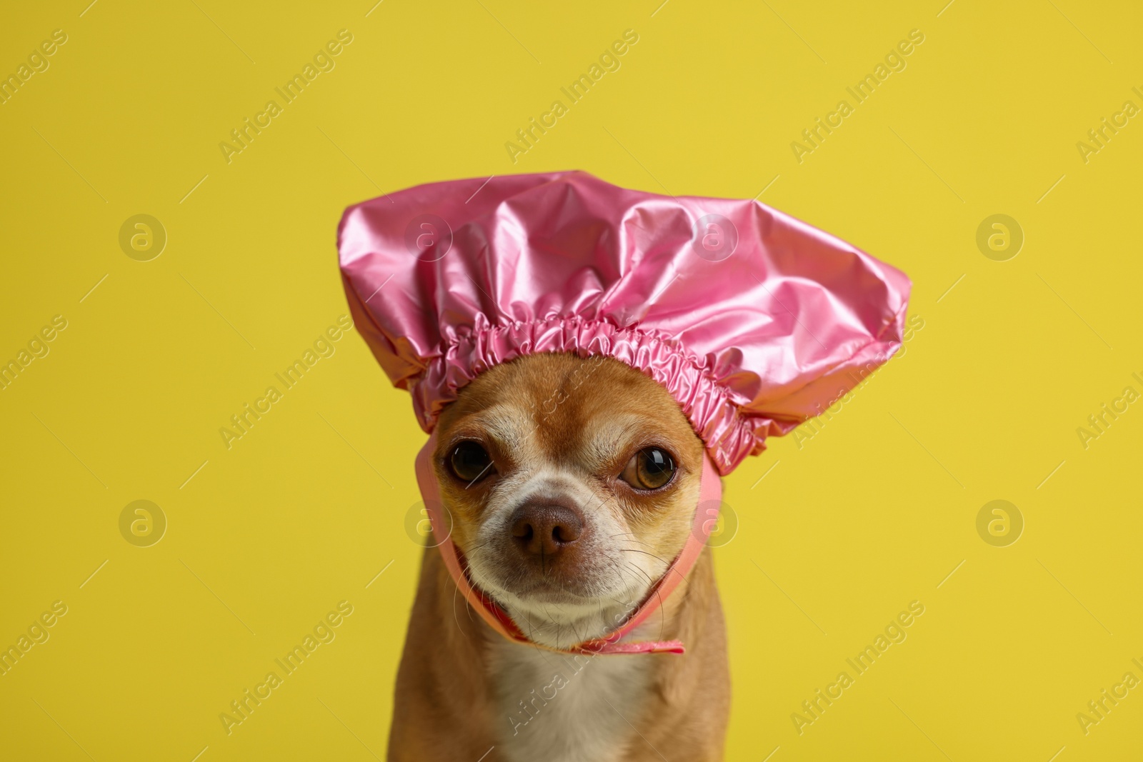 Photo of Cute funny dog in pink shower cap on yellow background